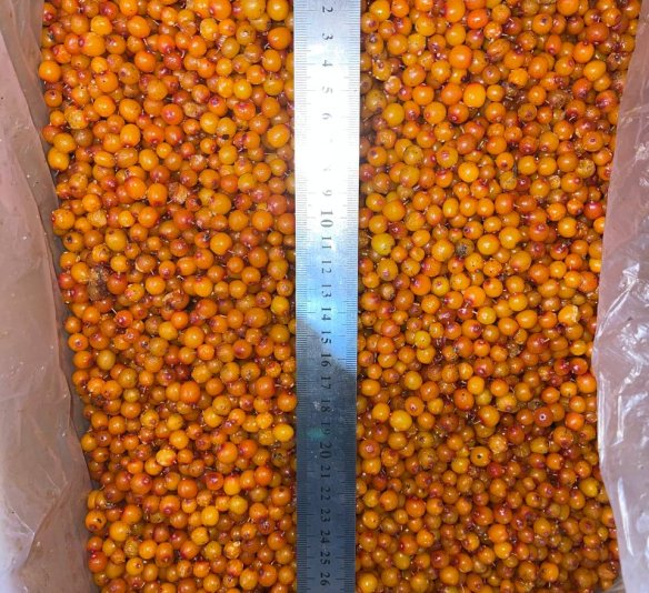 Облепиха дикая 