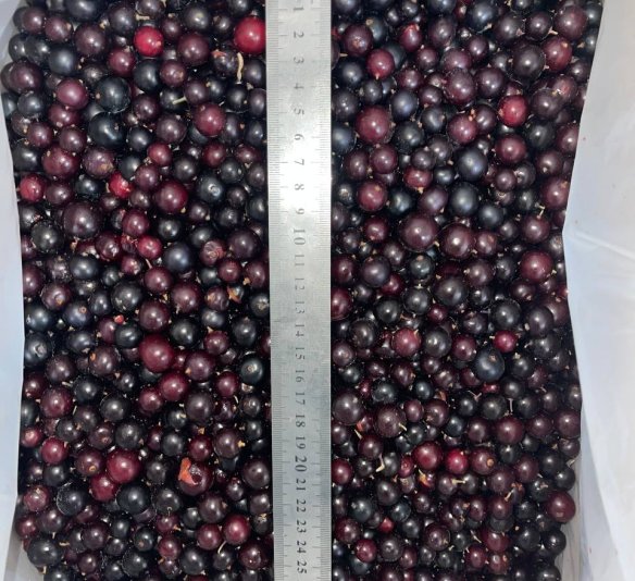 Смородина черная