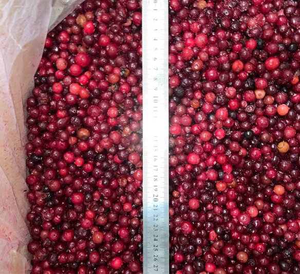 Клюква дикая