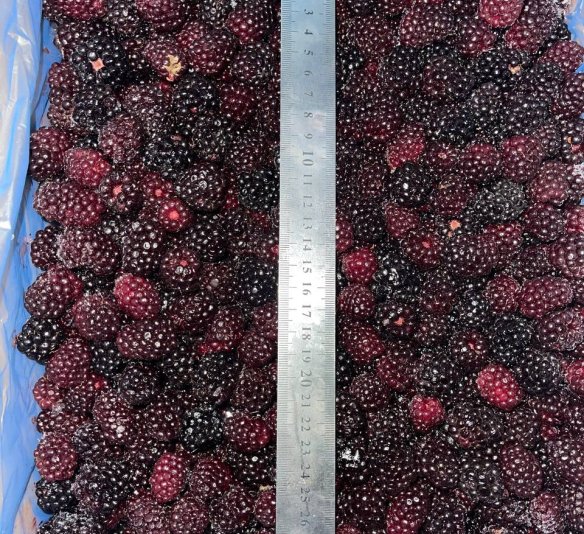 Ежевика новый сезон