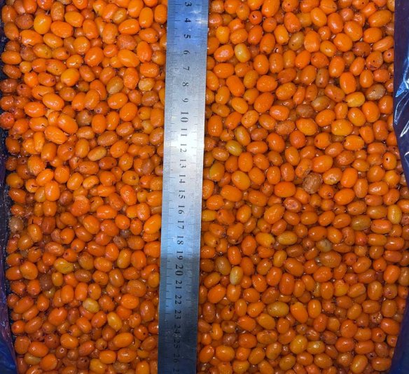 Облепиха садовая